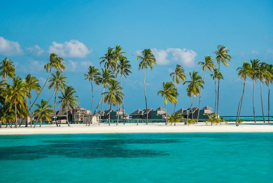palm trees on beach during daytime