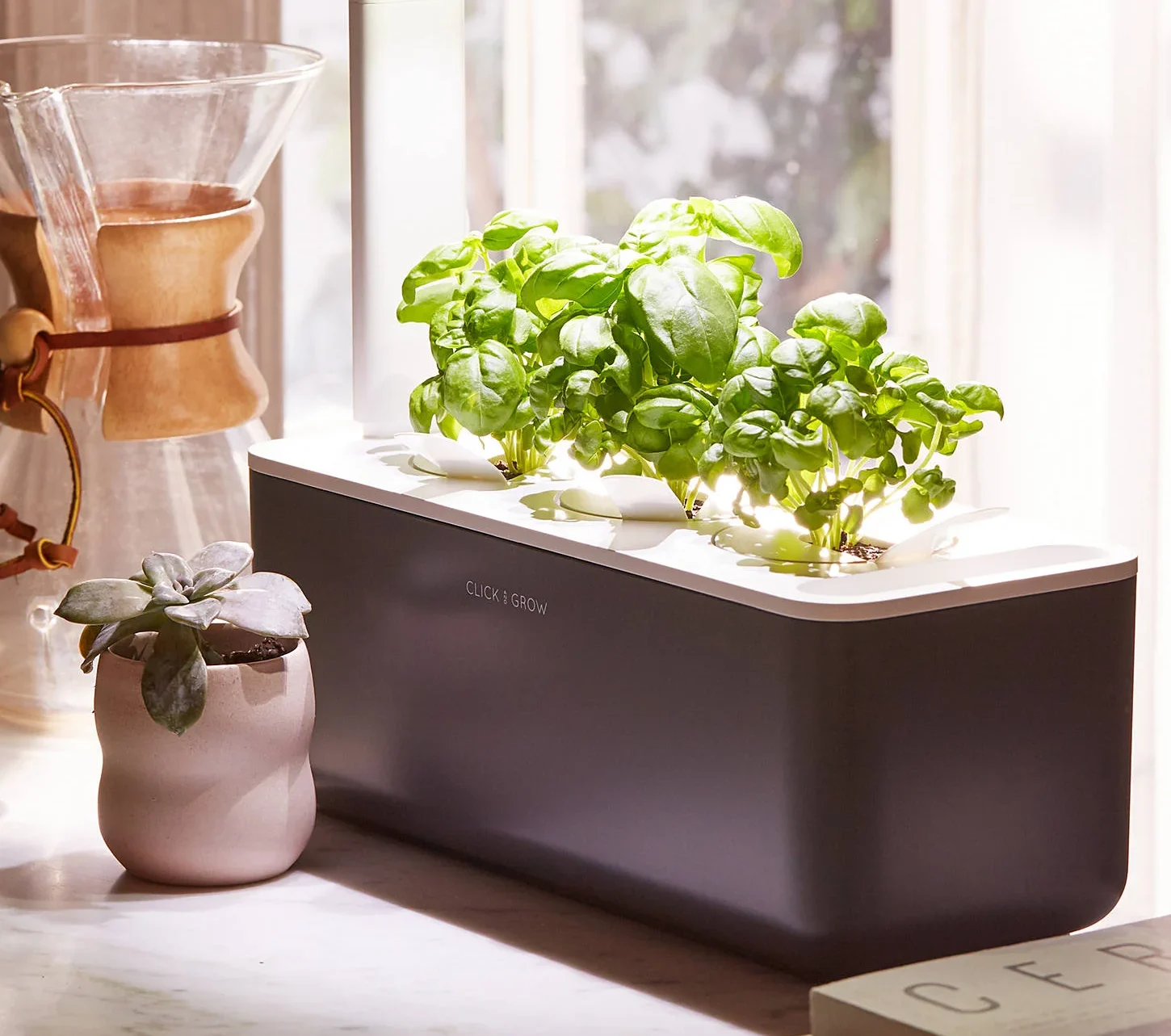Oregano Plant Pods